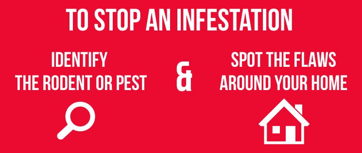 DIY Pest Control 3 DIY Pest Control 3