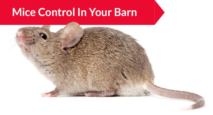 Mice Control in Your Barn