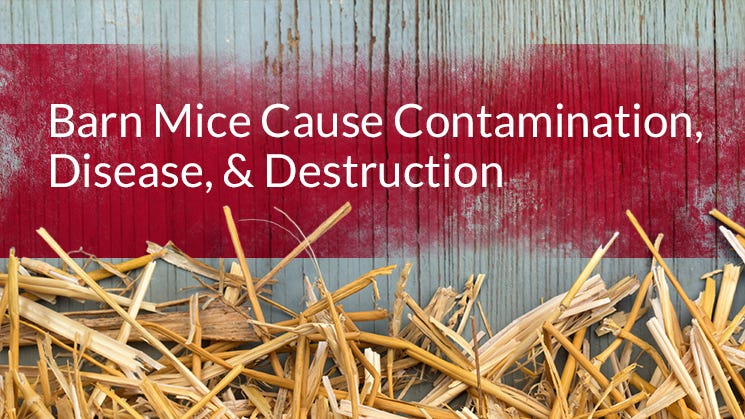 Barn Mice Cause Contamination