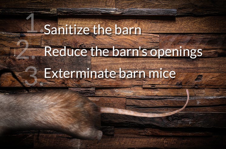 Mice Control in Your Barn