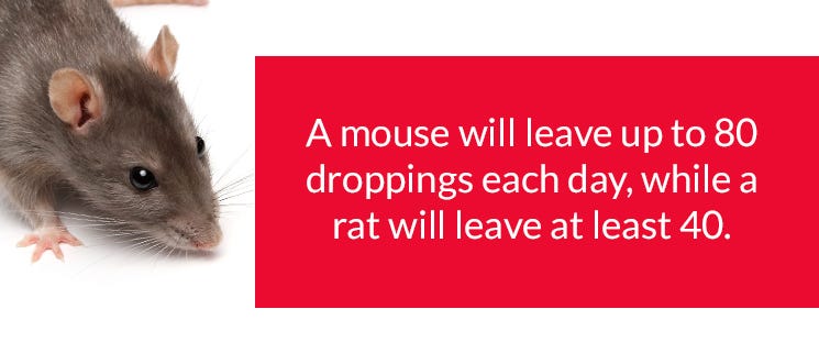 Mouse Dropping Facts