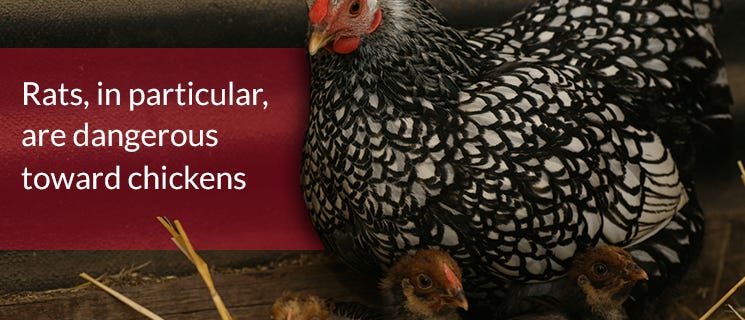Rats are Dangerous Toward Chickens Rats are Dangerous Toward Chickens