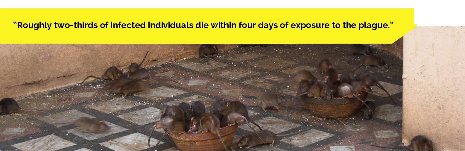 History of Rodent Outbreaks History of Rodent Outbreaks