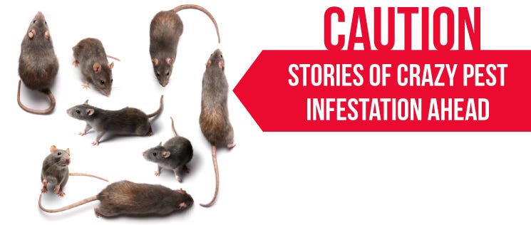 Rodent Infestation Stories 1