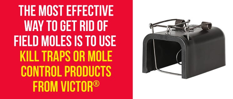 Get Rid of Moles With Victor Products Get Rid of Moles With Victor Products