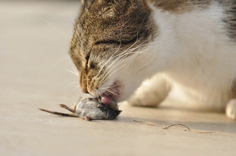 cat eats mouse