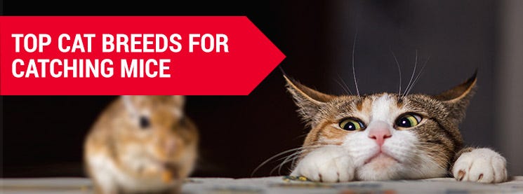 cat breeds to hunt mice