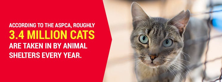 Best cat breed for shop killing rats