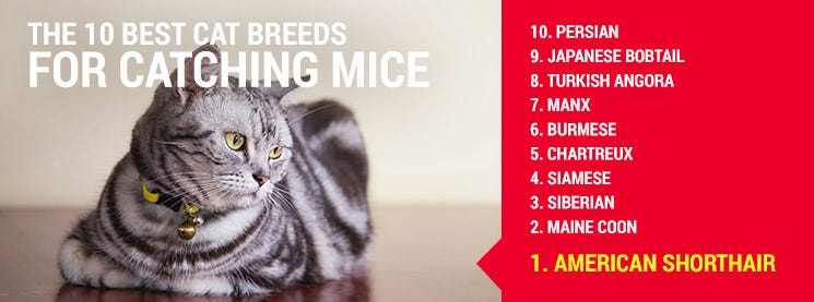 Top cat breeds to hunt mice