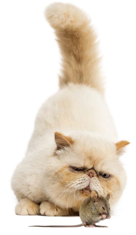 Persian cat capturing a mouse