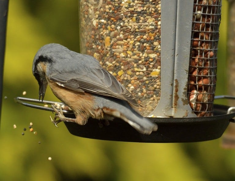 Victor Bird Feeder