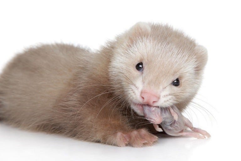 Ferret pup eats mouse on white background