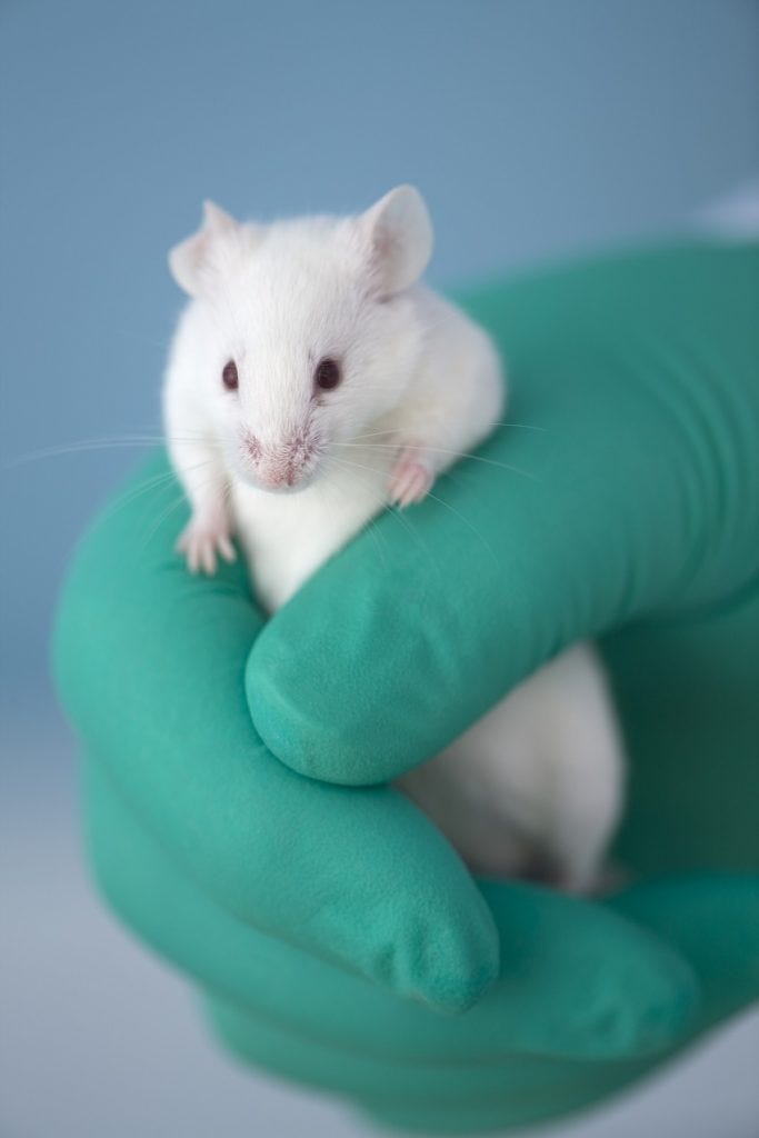 Tiny white mouse attempts to climb out of a green gloved hand