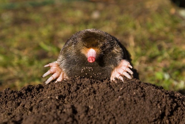 Mole emerging from molehill