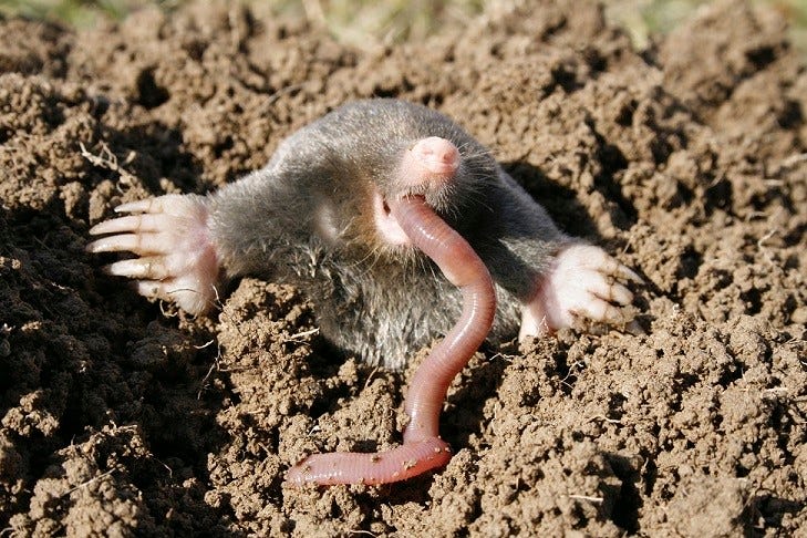 Dangerous mole eat earthworm, chow down dew-worm, have a bite to eat, black mole hunting on earthworm, predator its hunting, bag, shoot, kill, hunt down