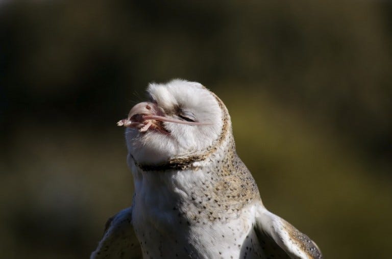 Owl eats mouse