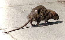 Rat in the City Rat in the City