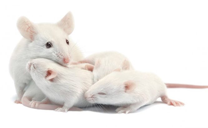Mouse Facts How Many Baby Mice Are In Litters
