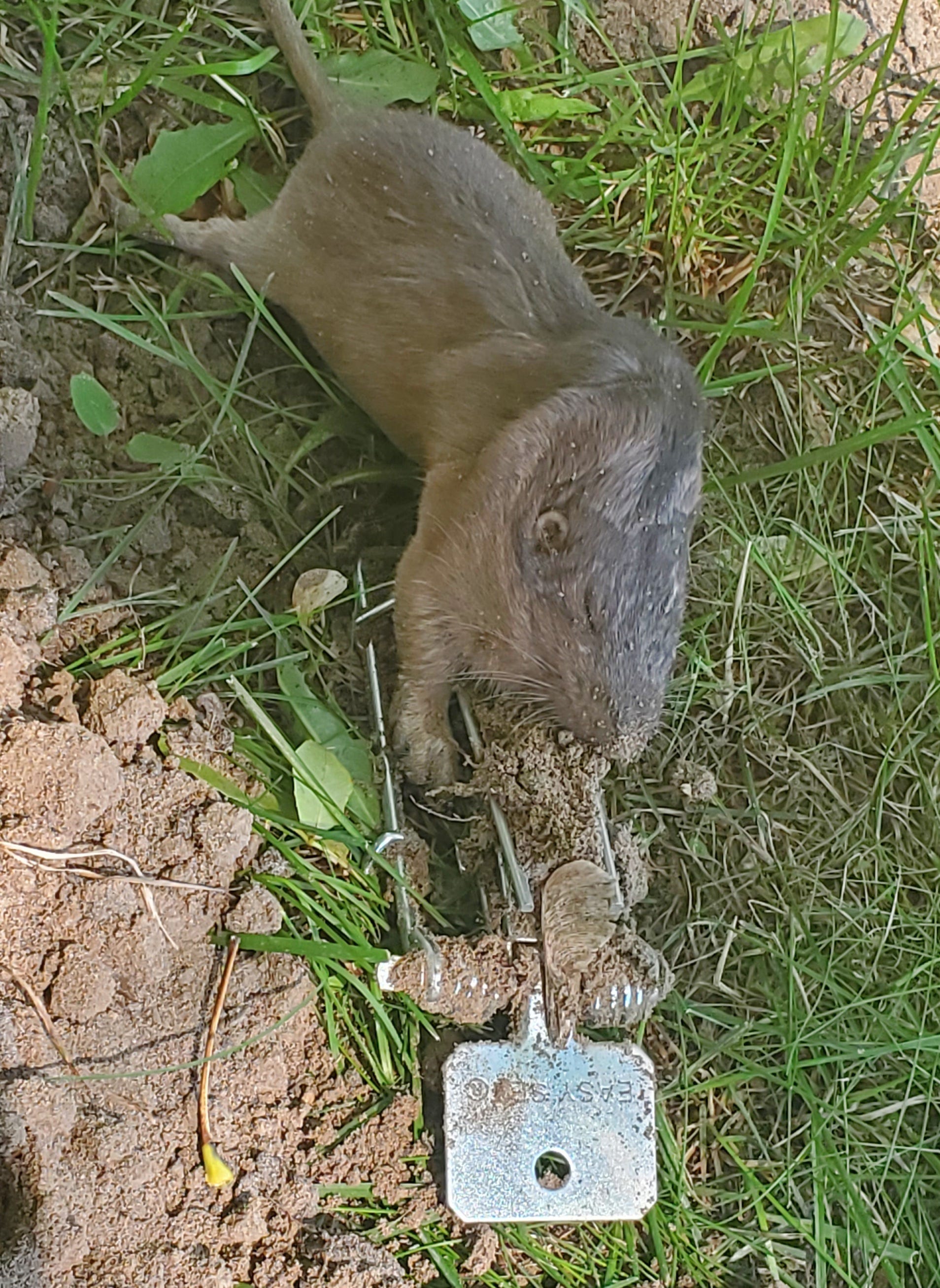 A real photo of Victor® Gopher Trap by J (1)