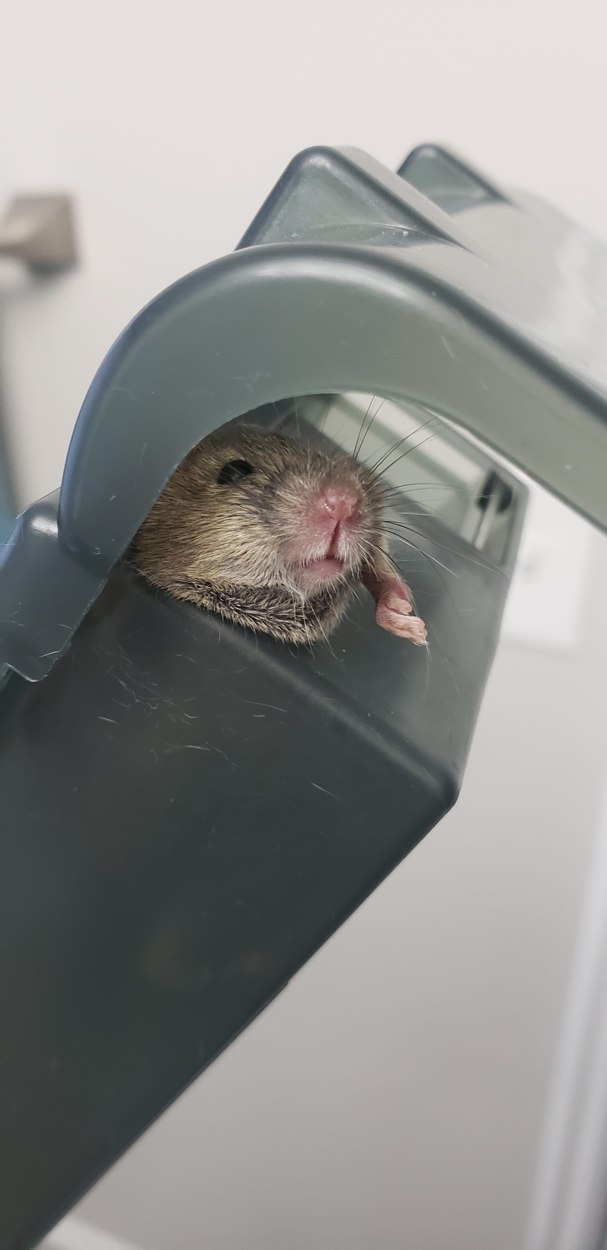 Mouse Live Trap with Captured Mouse, Outdoors Stock Photo - Image