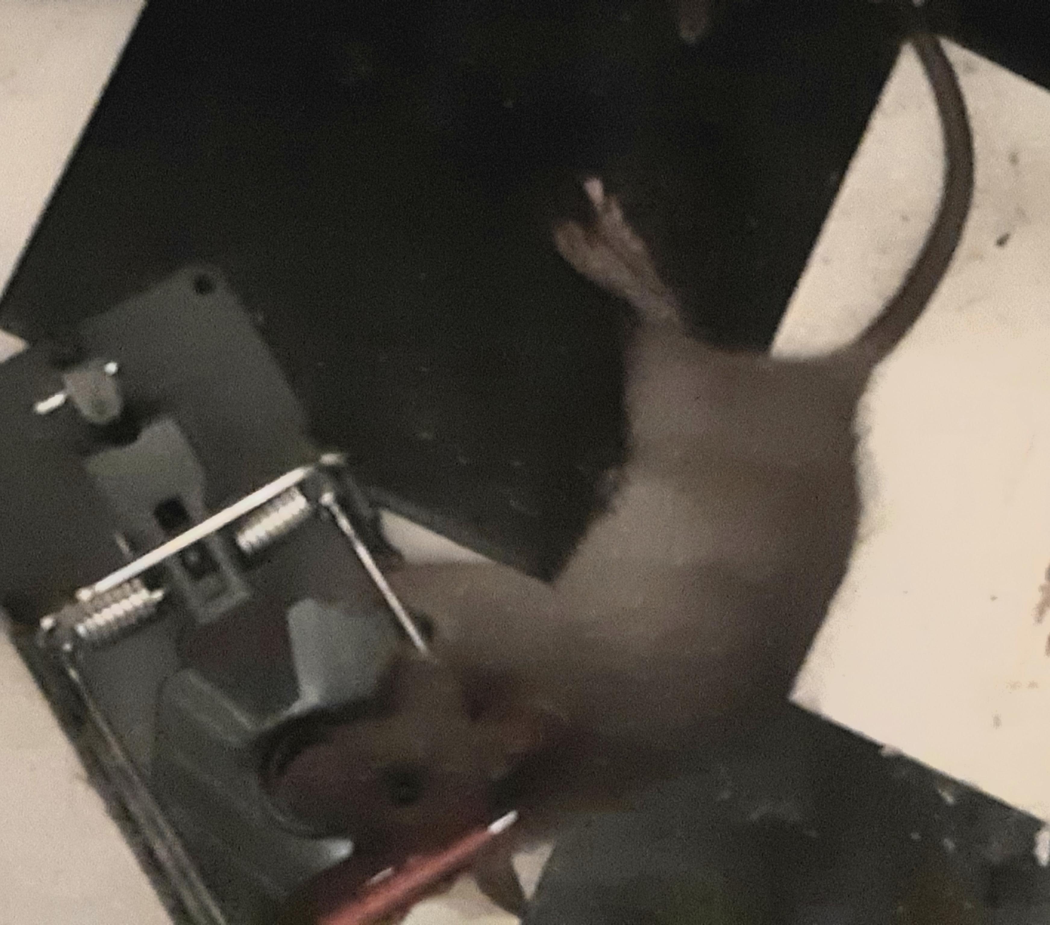 A real photo of Victor® Power-Kill™ Rat Trap by MelG (1)