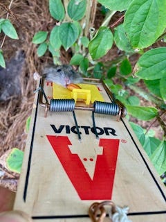 A real photo of Victor® Wide Pedal Rat Trap by Houston KF (1)