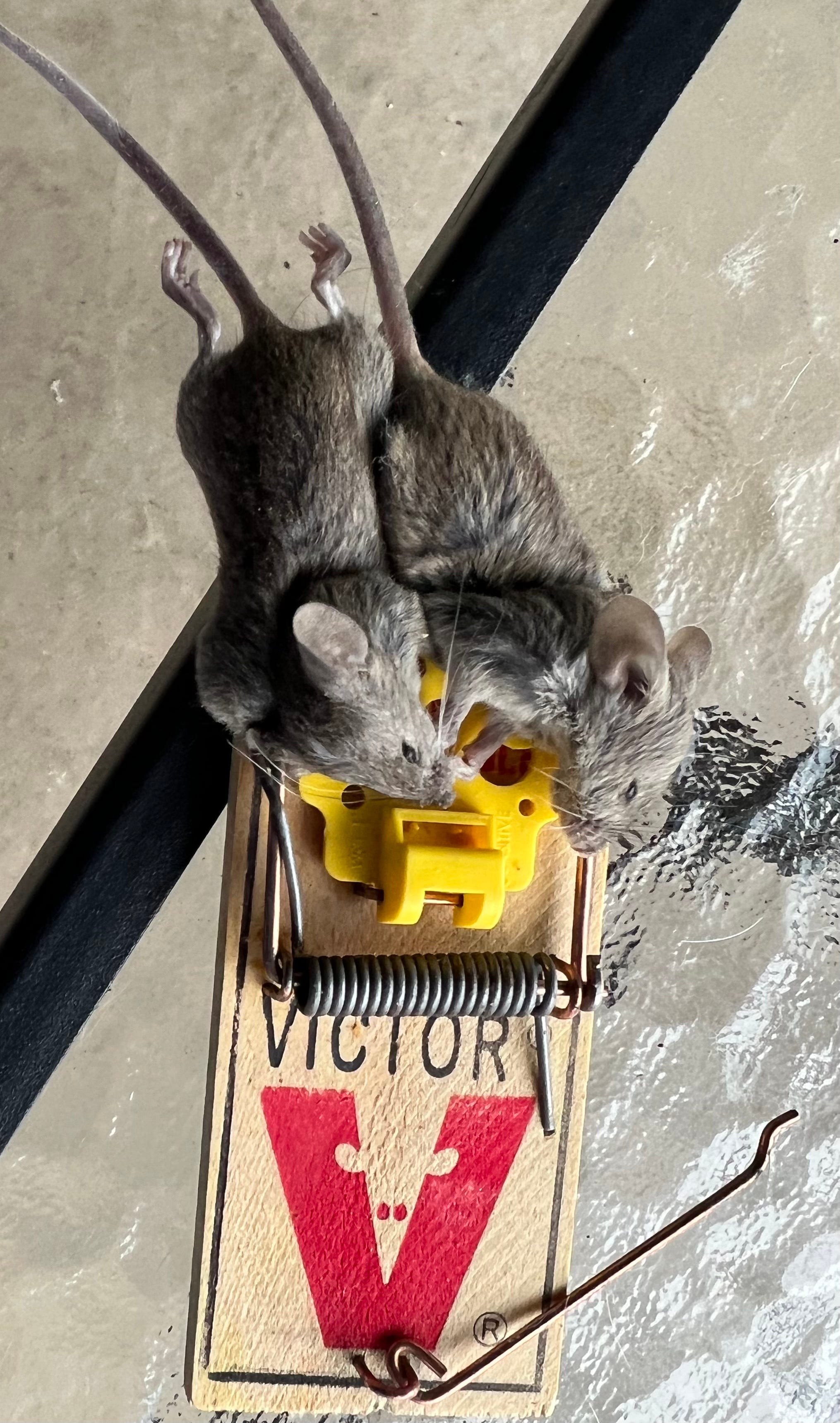 A real photo of Victor® Quick-Kill® Mouse Trap by Kathy (2)