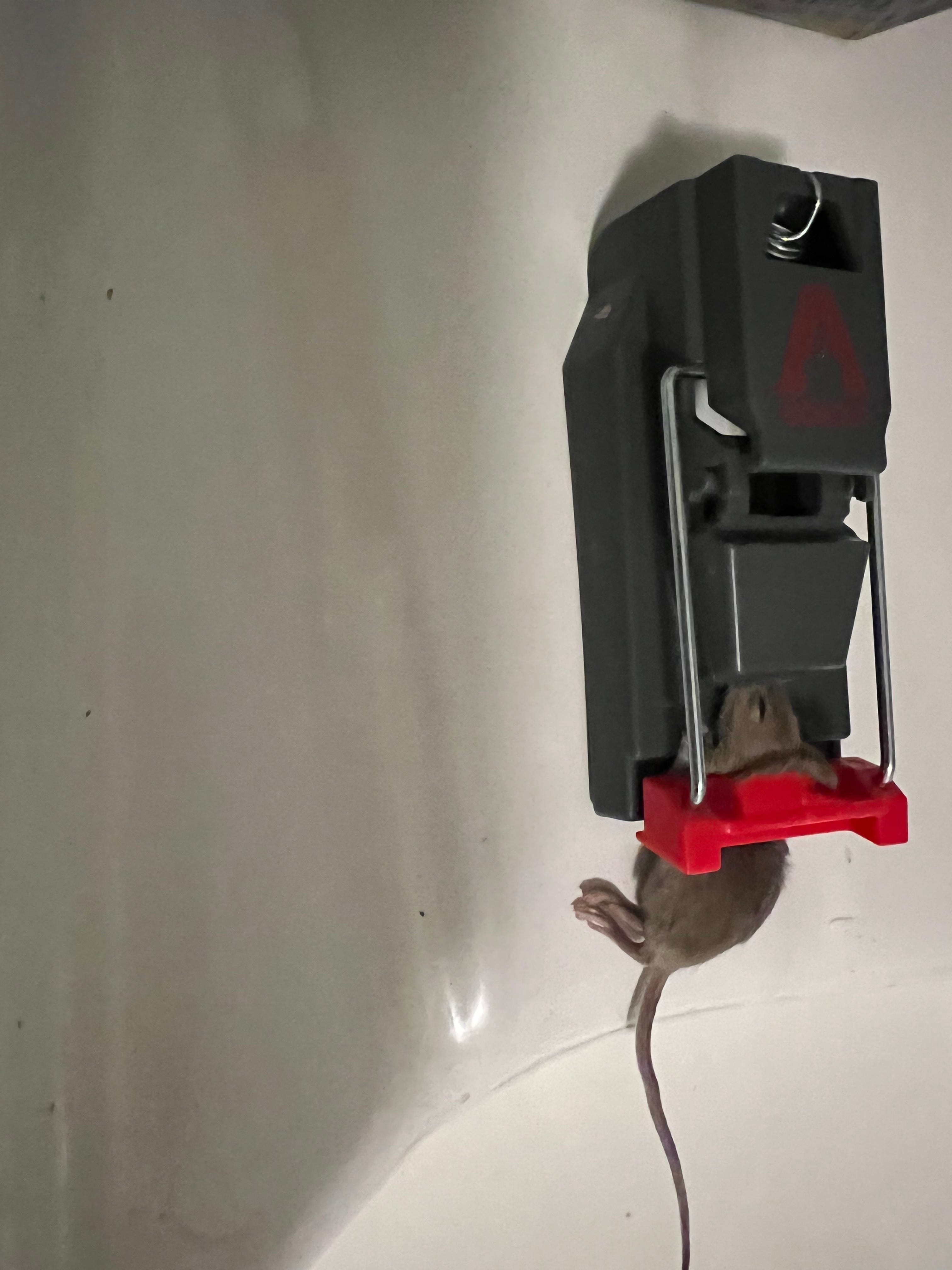 A real photo of Victor® Quick-Kill® Mouse Trap by Kathy (1)