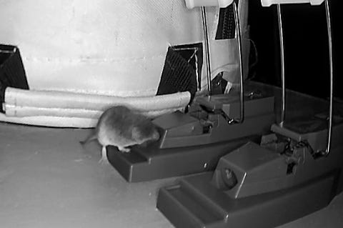 A real photo of  Victor® Quick-Kill® Mouse Traps by KA (1)