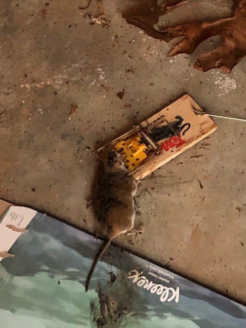 A real photo of  Victor® PestChaser® PRO Ultrasonic Rodent Repeller by john (2)