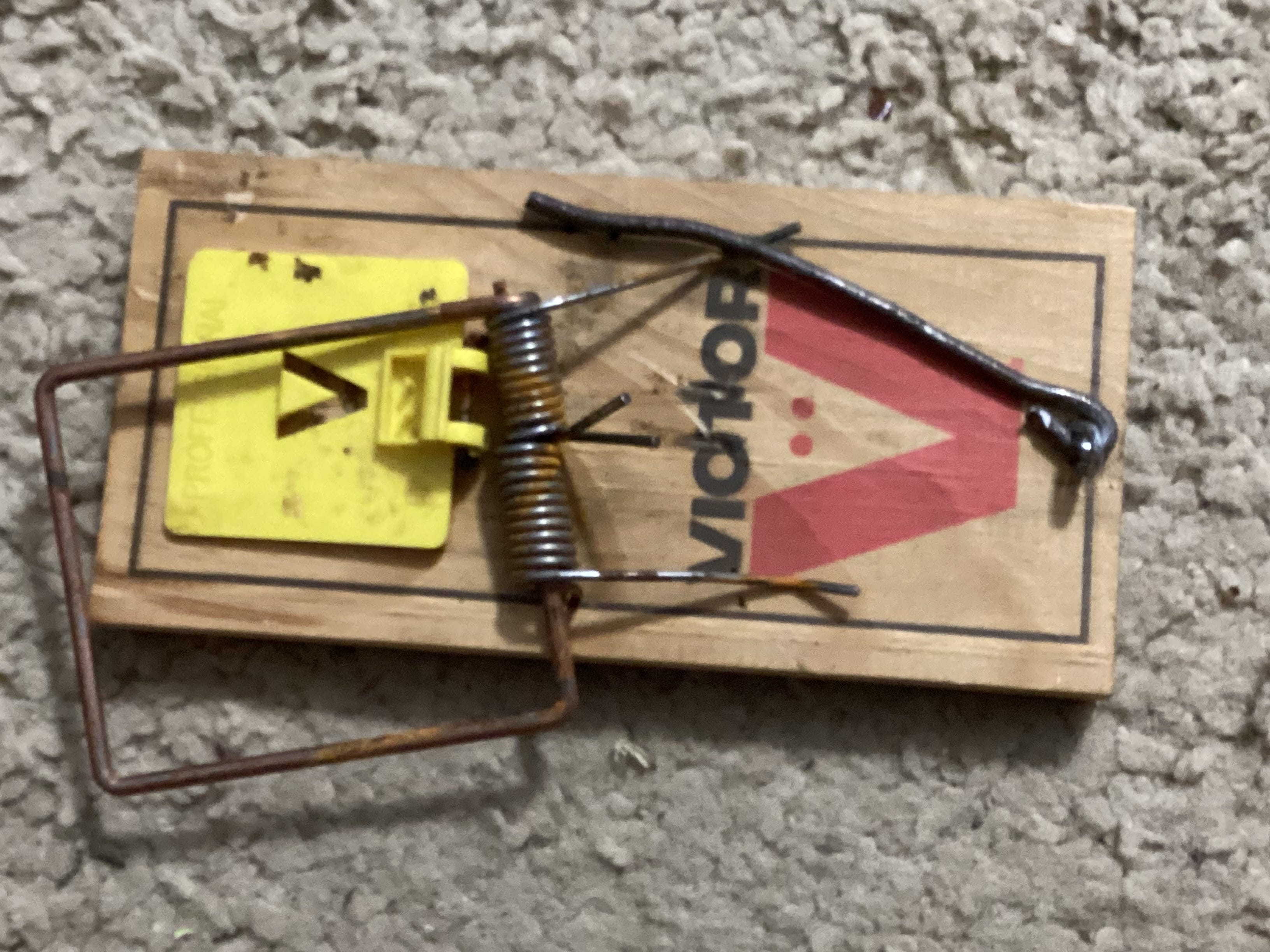 A real photo of  Victor® Wide Pedal Rat Trap by Ol’ Sarge (1)