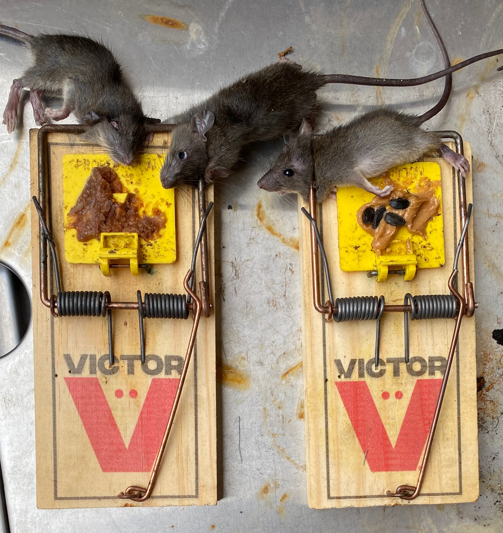 Victor Rat Traps in the Animal & Rodent Control department at