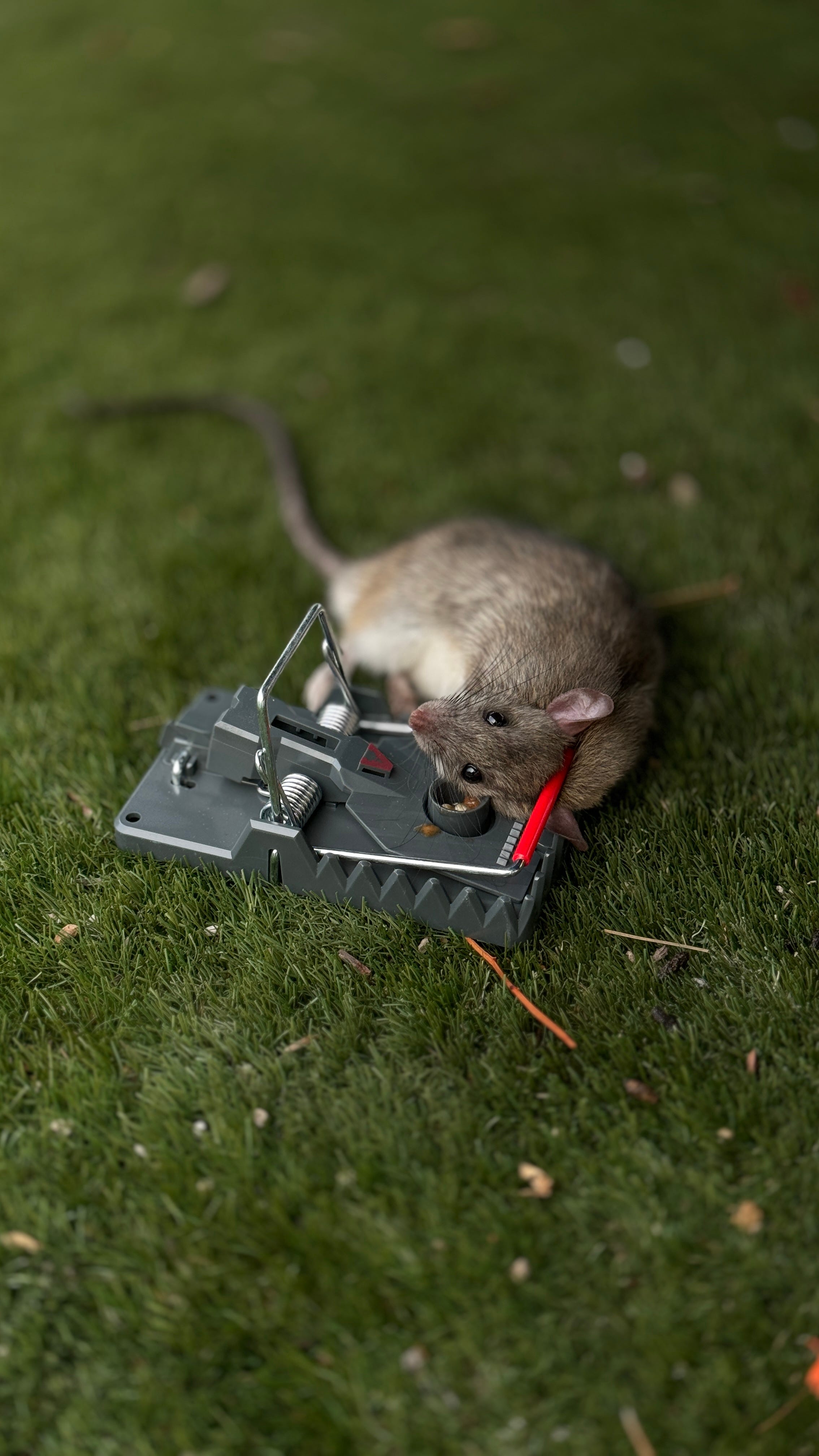 A real photo of Victor® Power-Kill™ Rat Trap by MichaelK  (3)