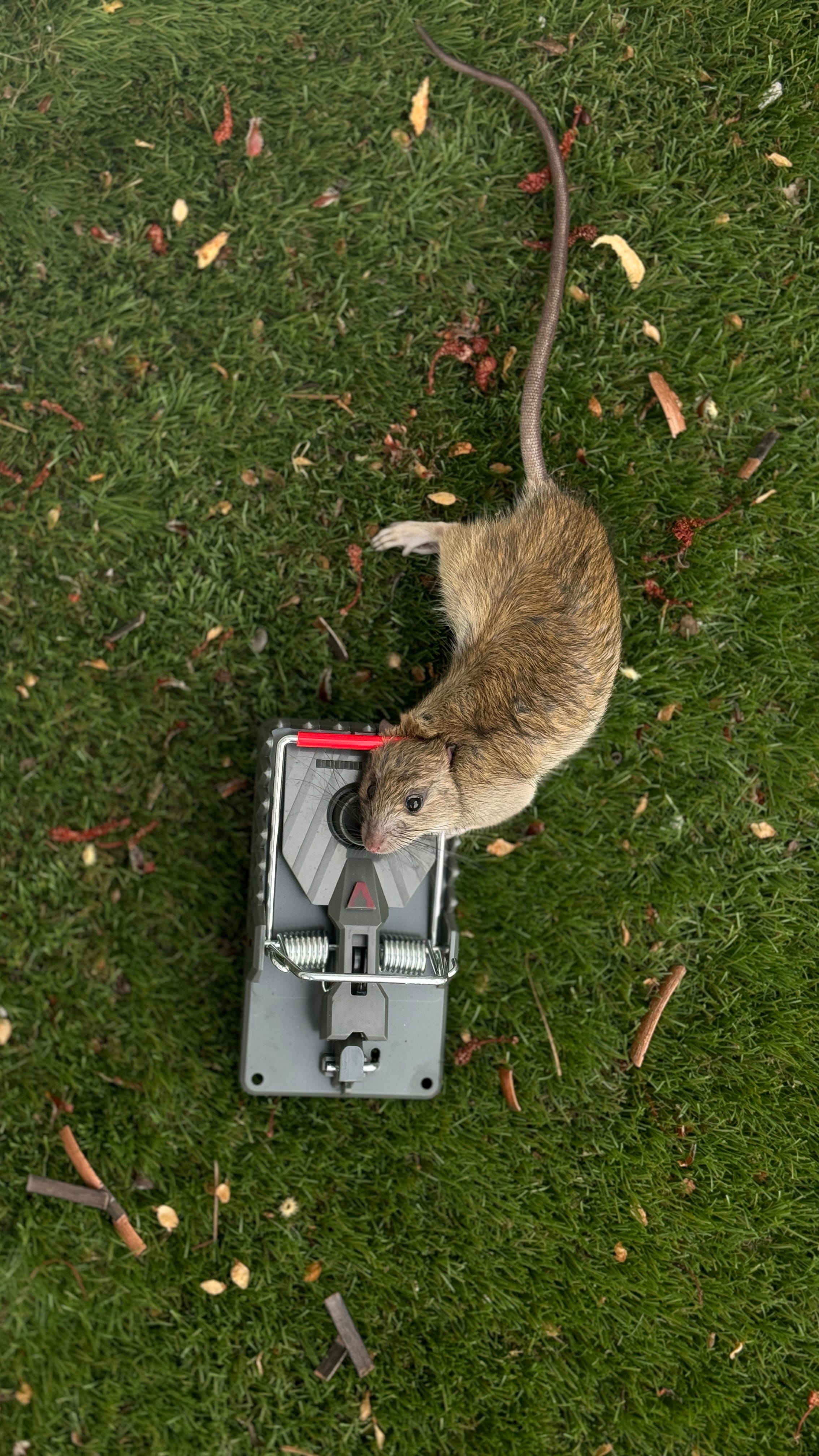 A real photo of Victor® Power-Kill™ Rat Trap by MichaelK  (2)