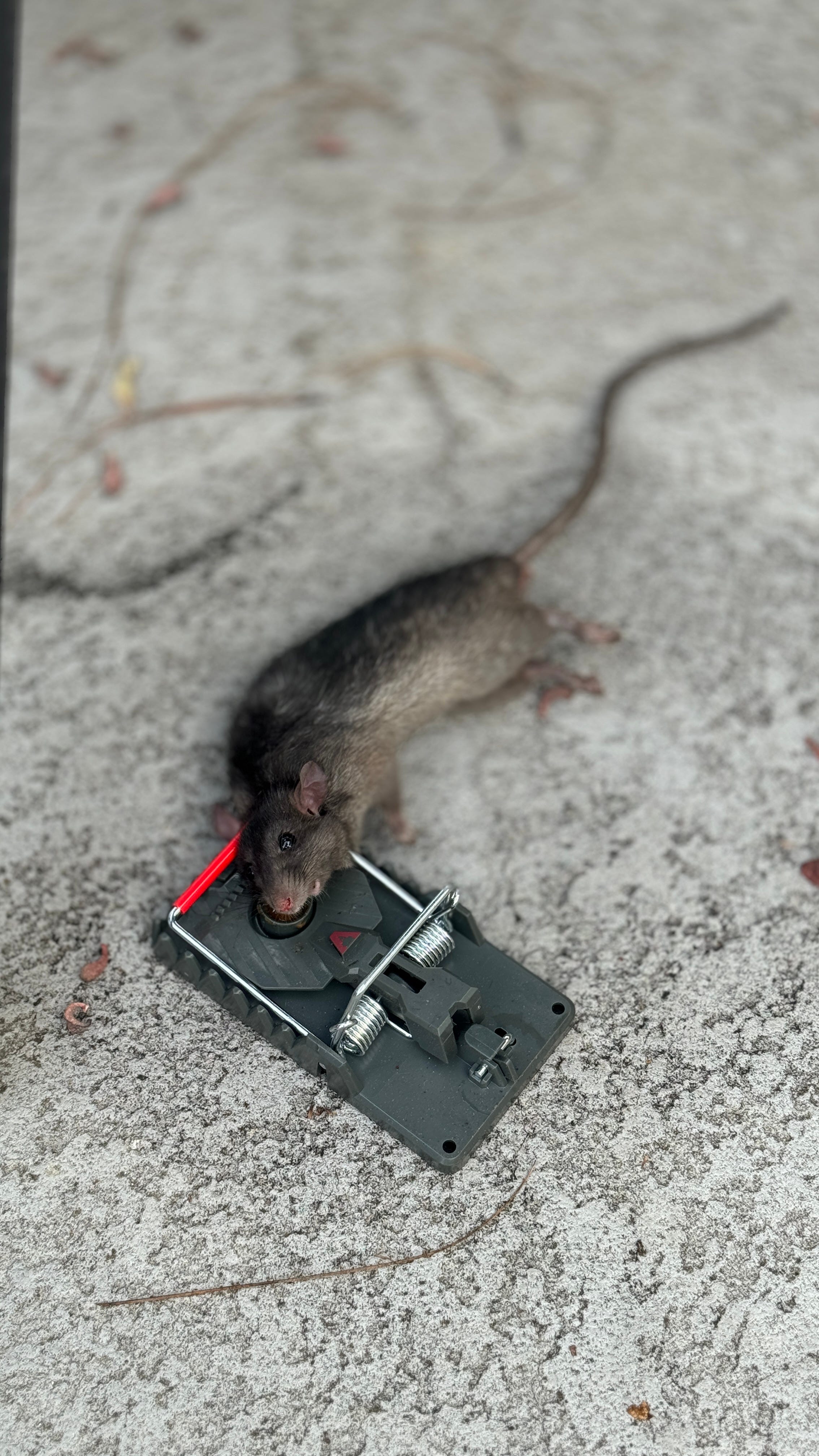 A real photo of Victor® Power-Kill™ Rat Trap by MichaelK  (1)