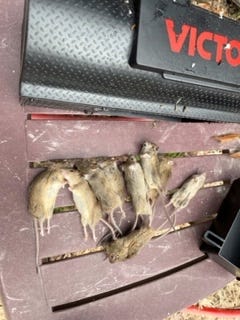 A real photo of Victor® Multi-Kill™ Electronic Mouse Trap  - Buy 2 Traps, Get 1 FREE by killer (1)
