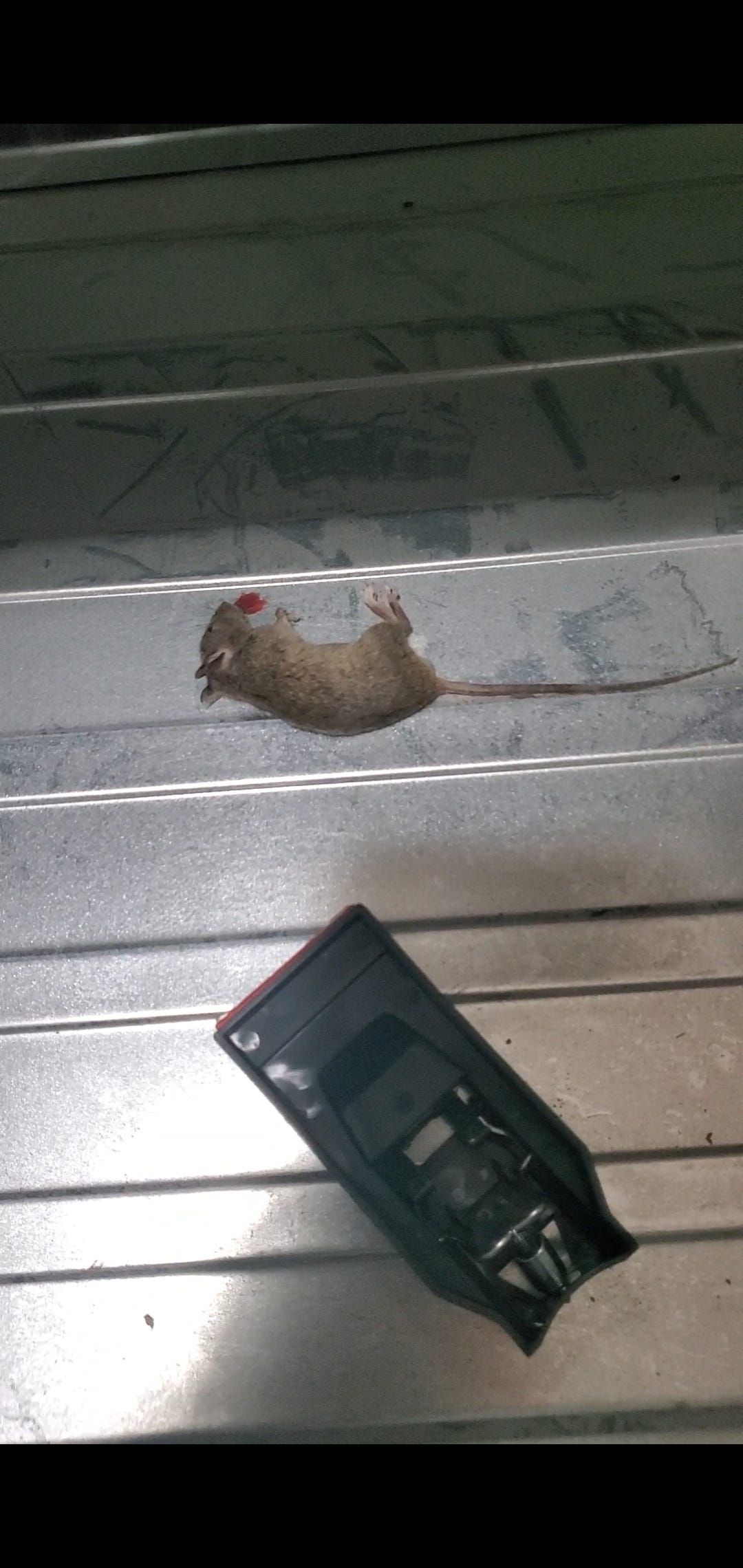 A real photo of Victor® Quick-Kill® Mouse Trap by Hendo (3)
