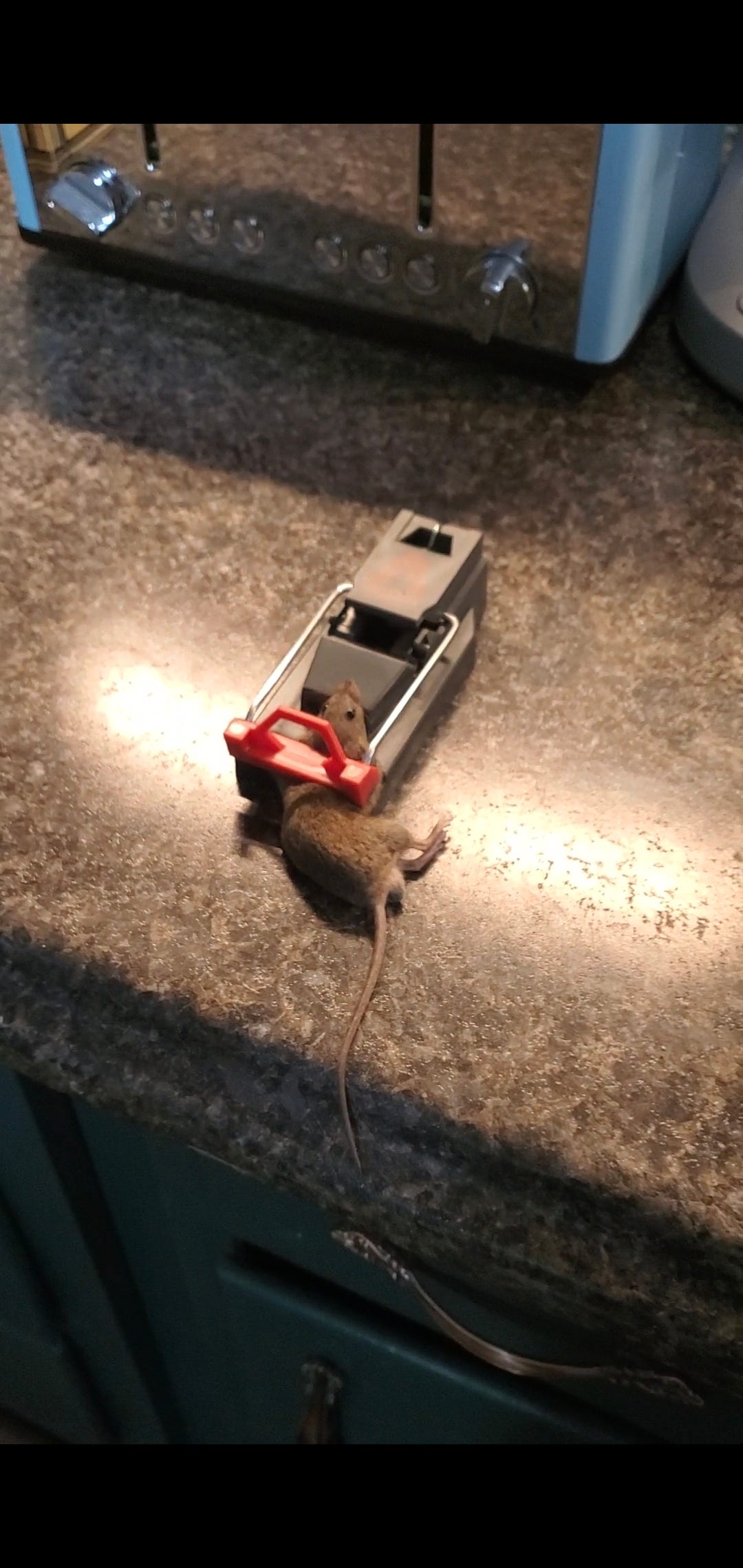 Victor® Power-Kill™ M142, mechanical mouse trap