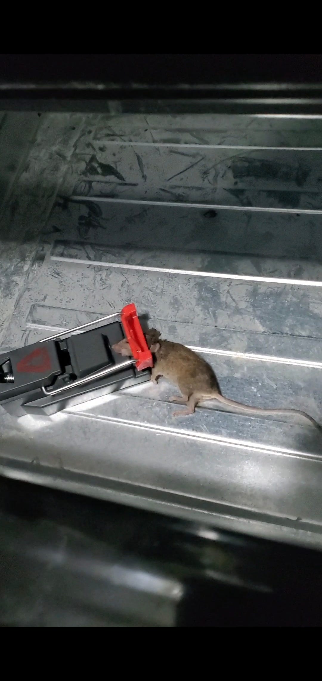 A real photo of Victor® Quick-Kill® Mouse Trap by Hendo (1)