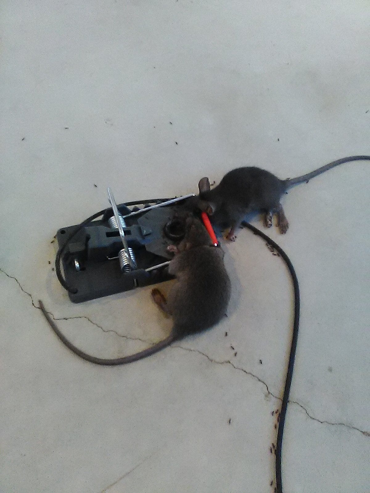 A real photo of Victor® Power-Kill™ Rat Trap by RatMan12 (1)