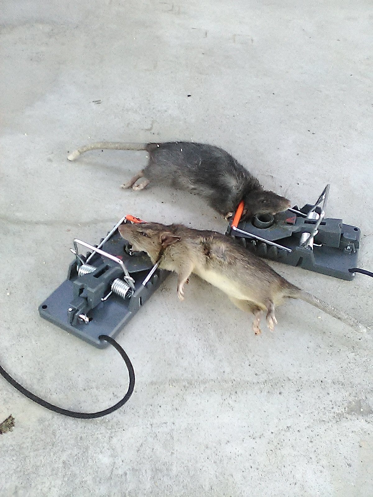 A real photo of Victor® Power-Kill™ Rat Trap by RatMan12 (2)
