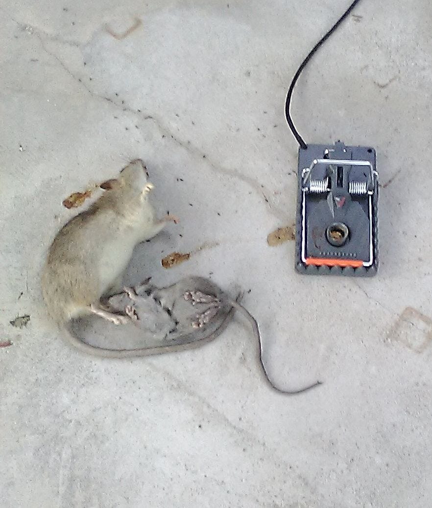 A real photo of Victor® Power-Kill™ Rat Trap by RatMan12 (3)