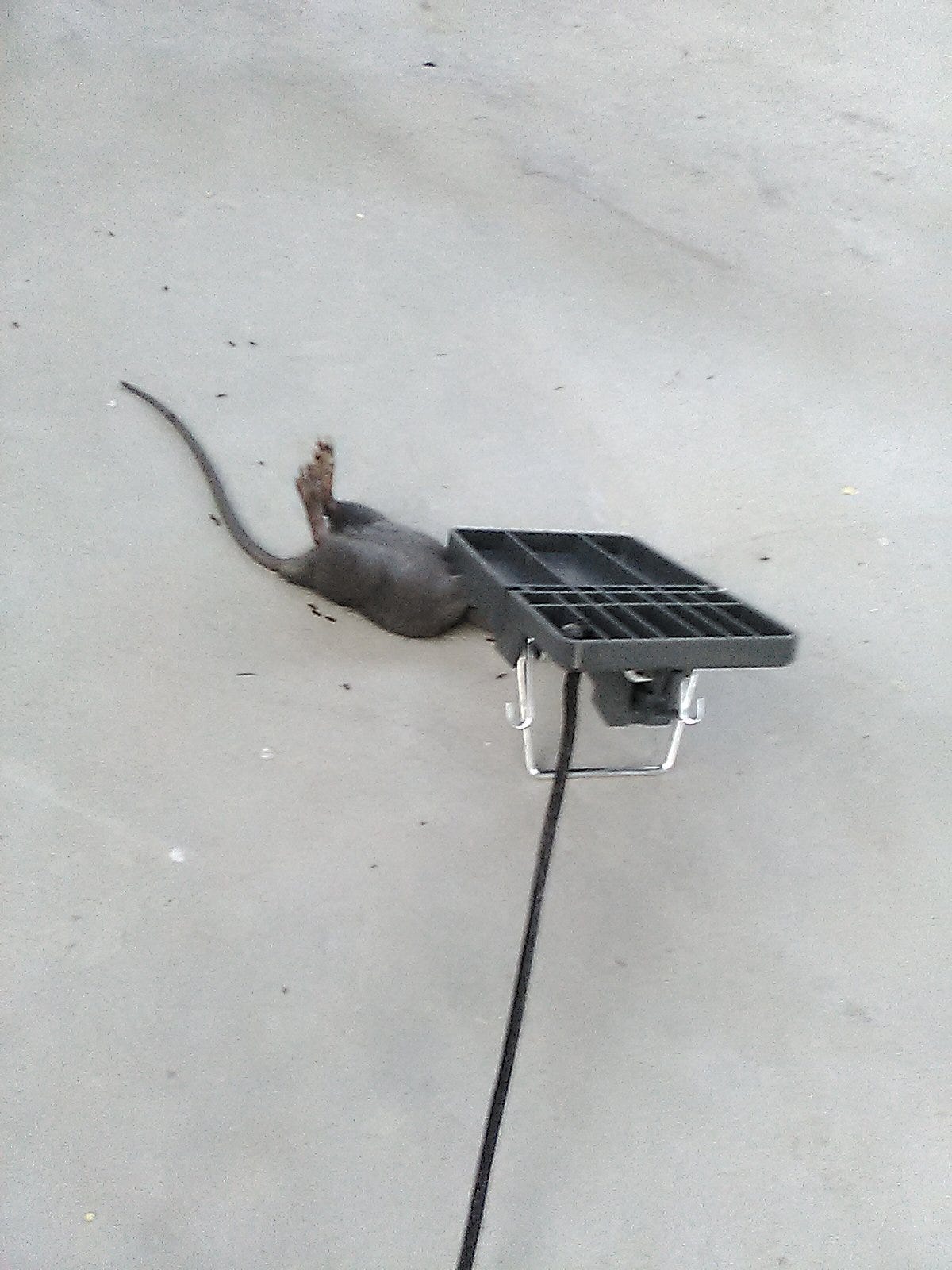 A real photo of Victor® Power-Kill™ Rat Trap by RatMan12 (4)