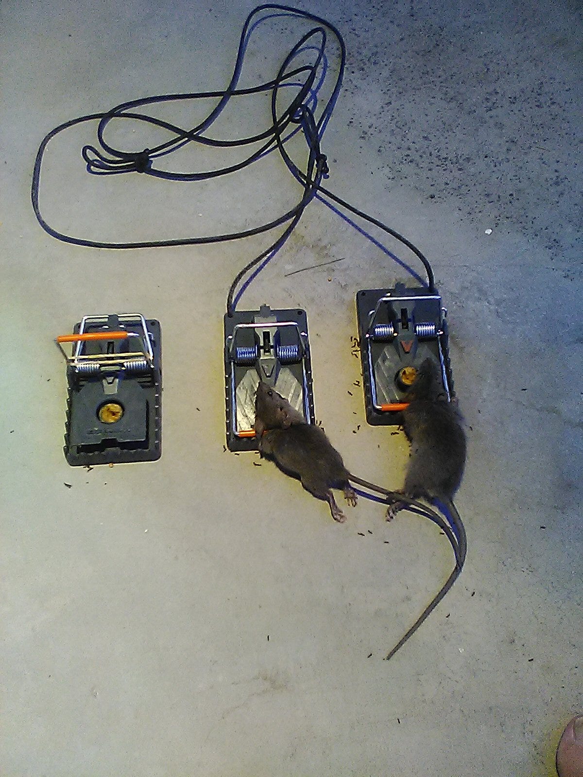 A real photo of Victor® Power-Kill™ Rat Trap by RatMan12 (5)