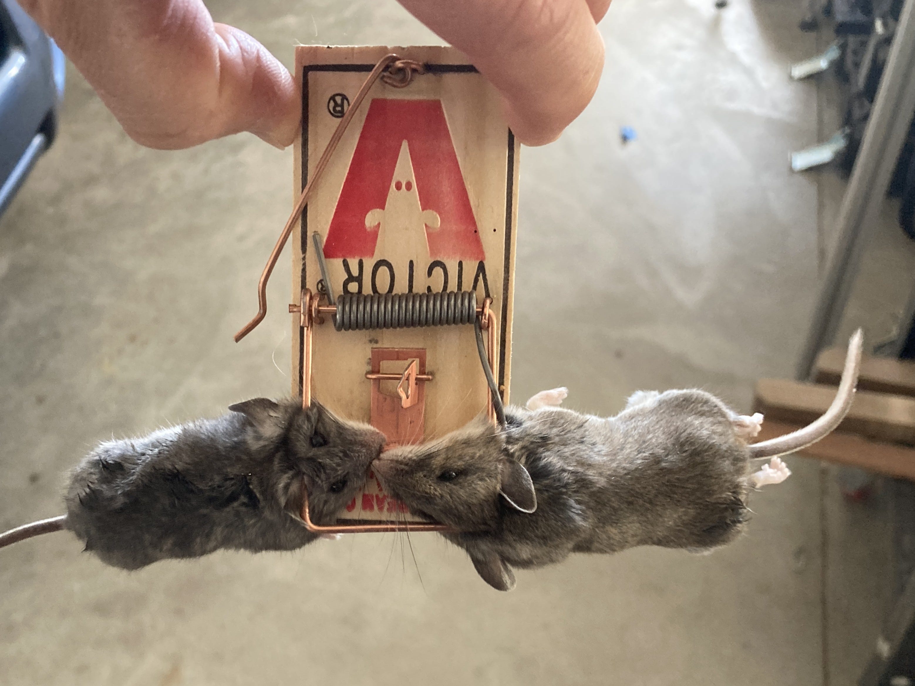 A real photo of Victor® Metal Pedal Mouse Trap by JT (1)