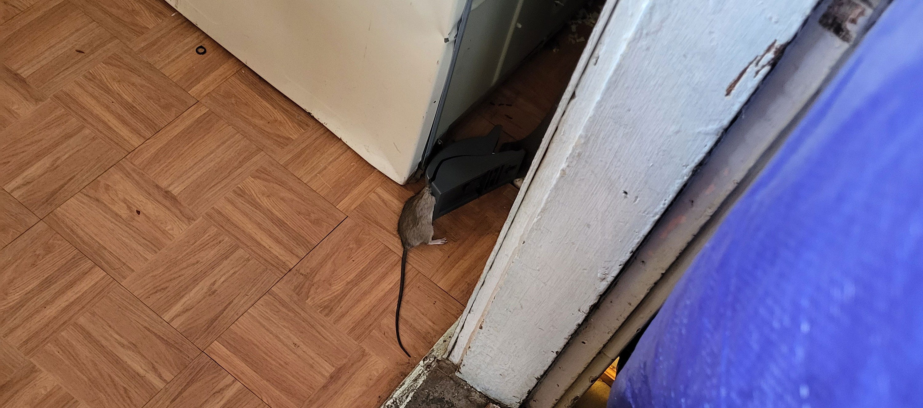 A real photo of  Victor® Safe-Set™ Rat Trap by John (1)