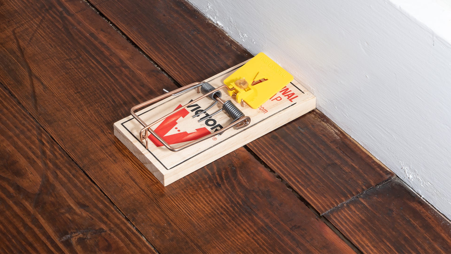 4 expert tips for placing a pest trap