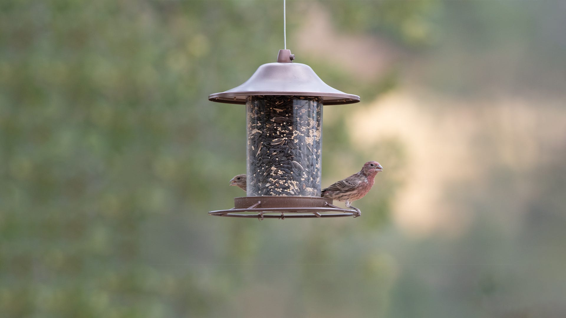 Do Bird Feeders Attract Mice?