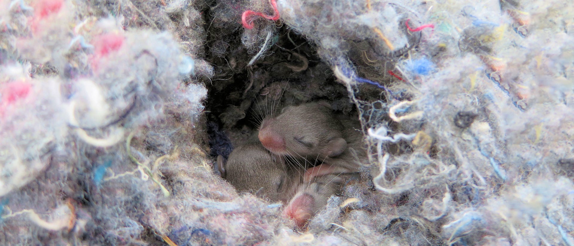 Three baby mice sleeping in a grey fiber nest