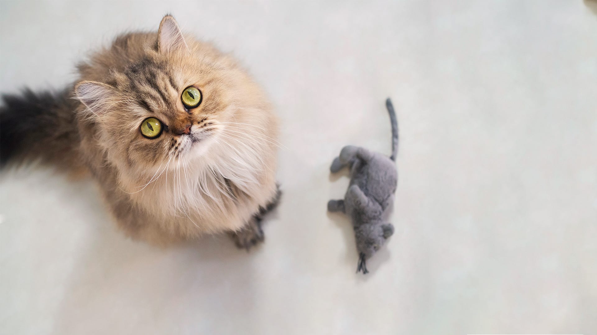 Top Cat Breeds for Catching Mice